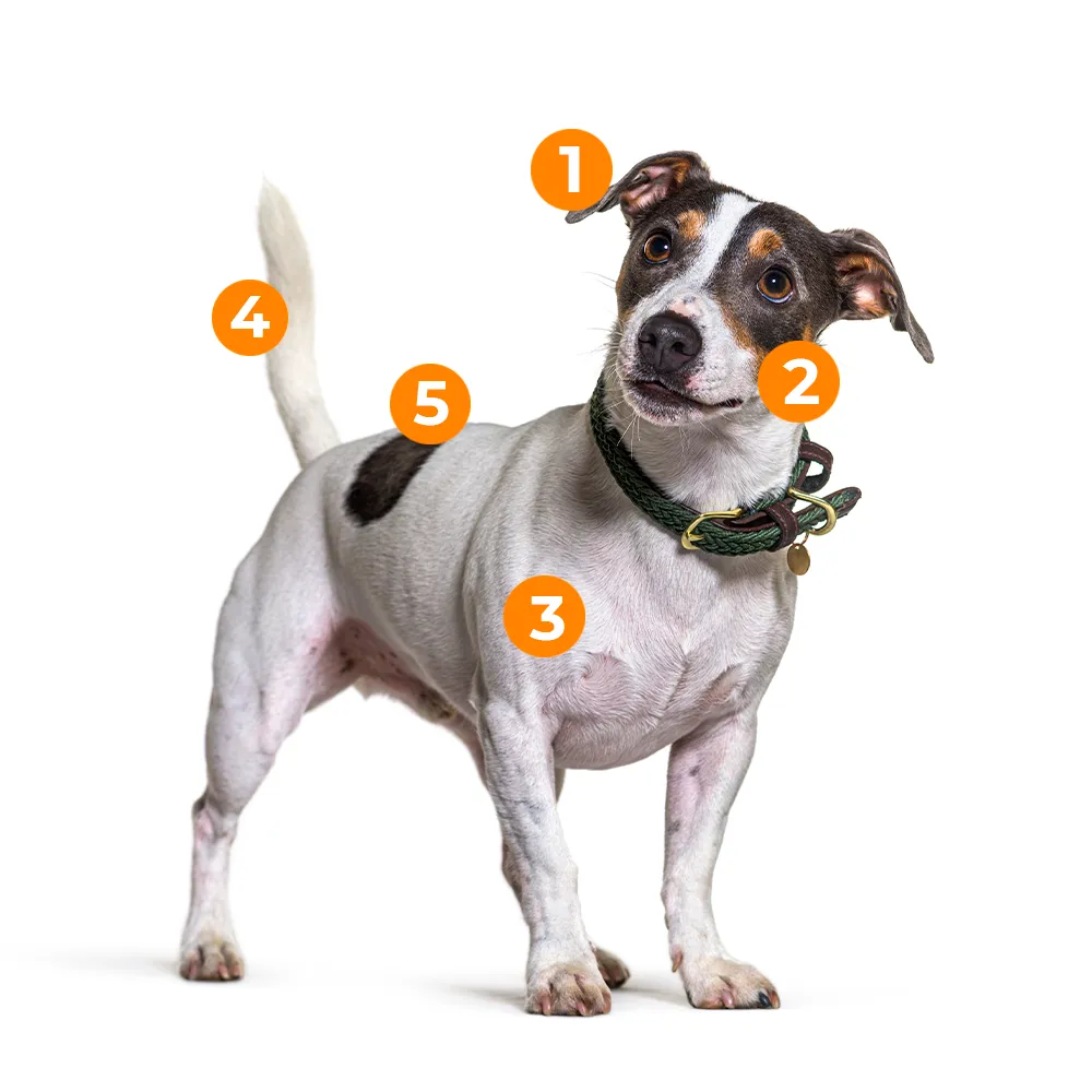 caracteristicas fisicas